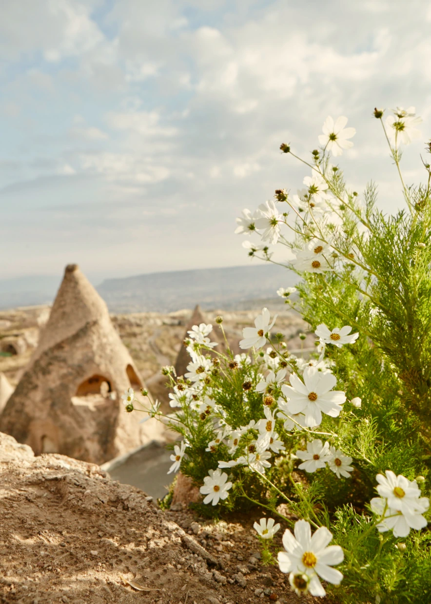 Fairy chimneys and wildflowers around Argos in Cappadocia